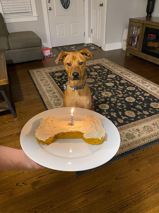 Dog celebrating birthday.