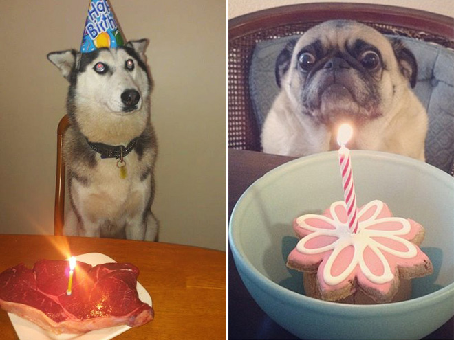 Dogs celebrating birthdays.