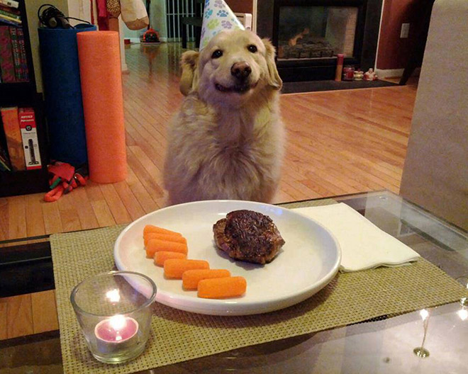 Dog celebrating birthday.