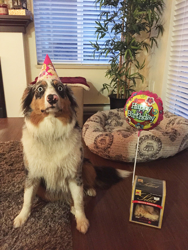 Dog celebrating birthday.