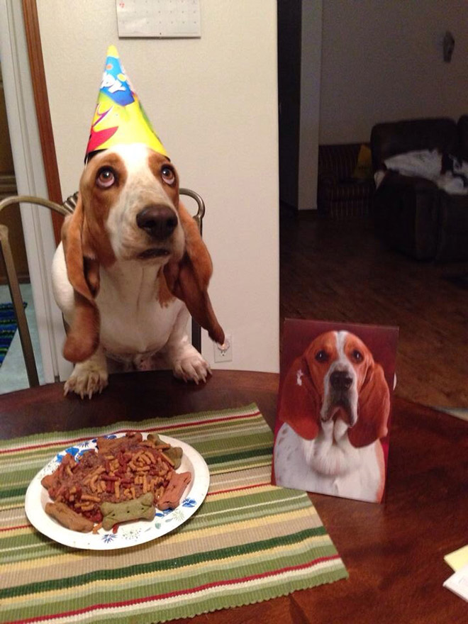 Dog celebrating birthday.