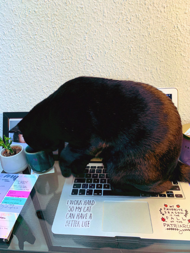 Cat helping to work from home.