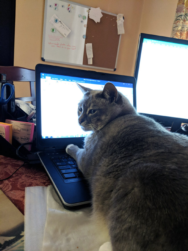 Cat helping to work from home.