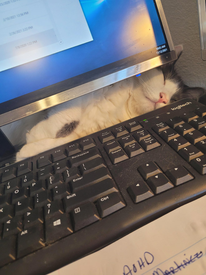 Cat helping to work from home.