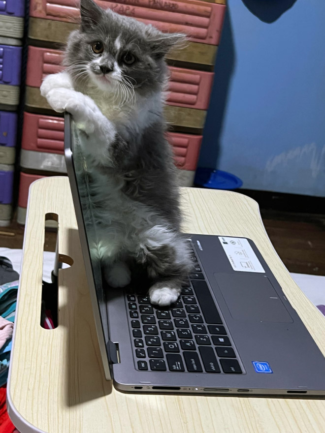 Cat helping to work from home.