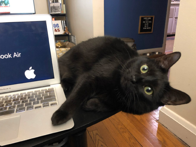 Cat helping to work from home.