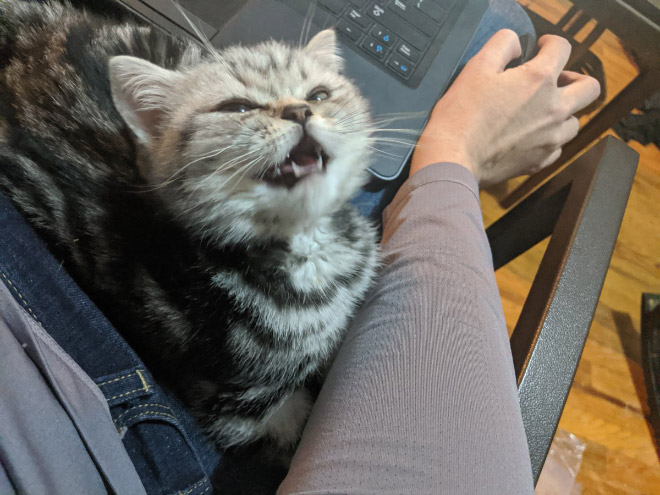 Cat helping to work from home.