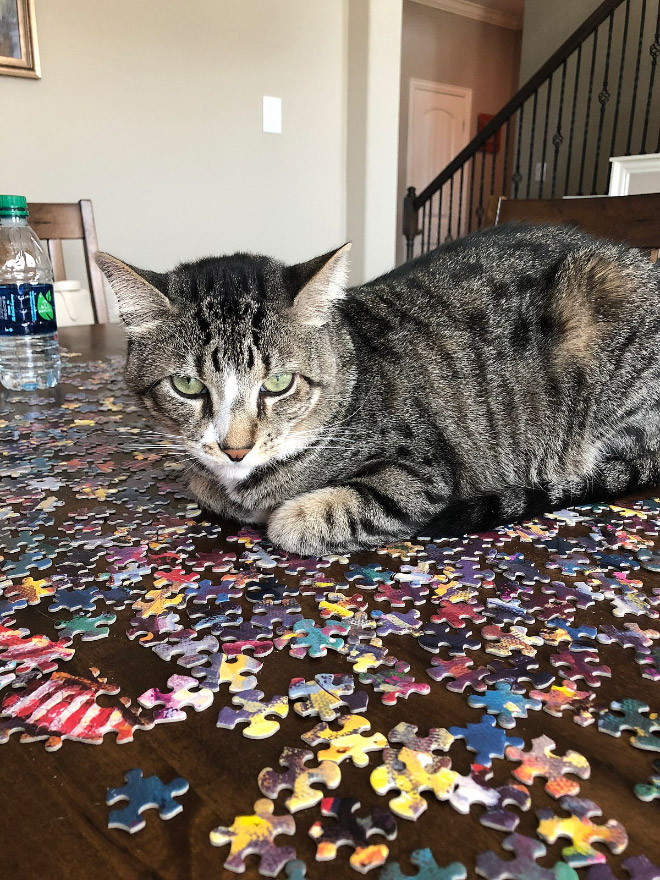 Cats vs. puzzles: mortal enemies.