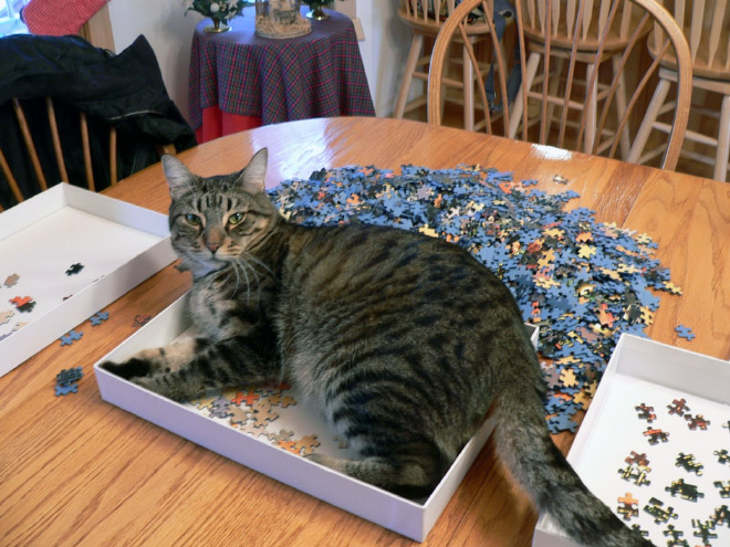 Cats vs. puzzles: mortal enemies.