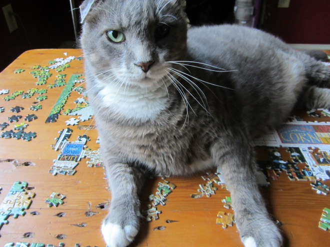 Cats vs. puzzles: mortal enemies.