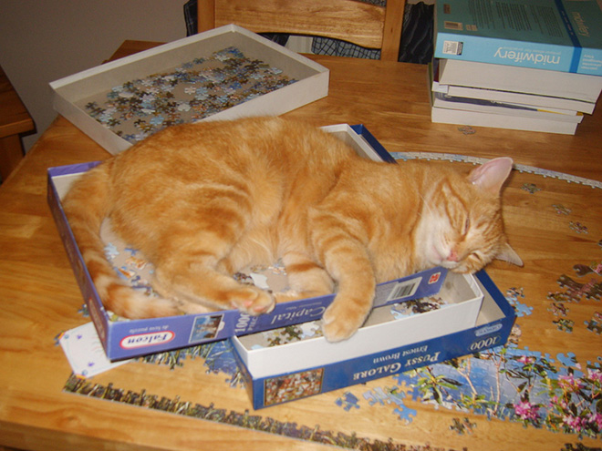 Cats vs. puzzles: mortal enemies.