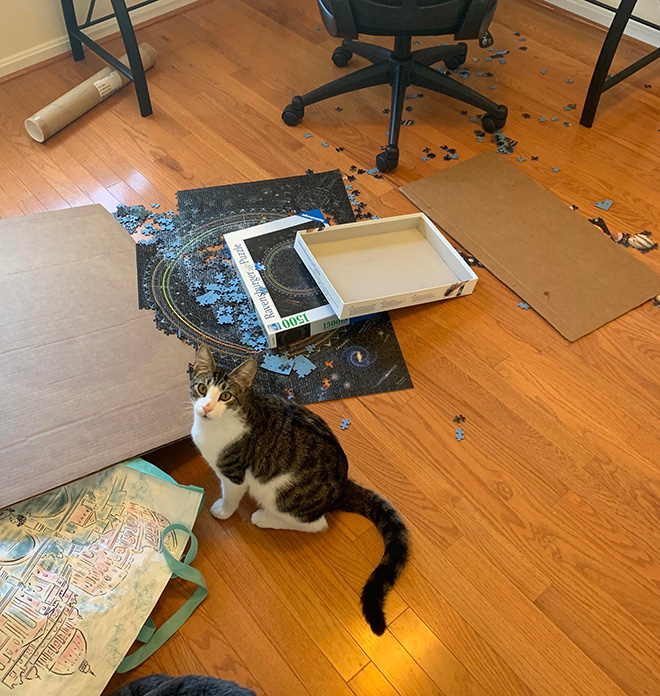 Cats vs. puzzles: mortal enemies.