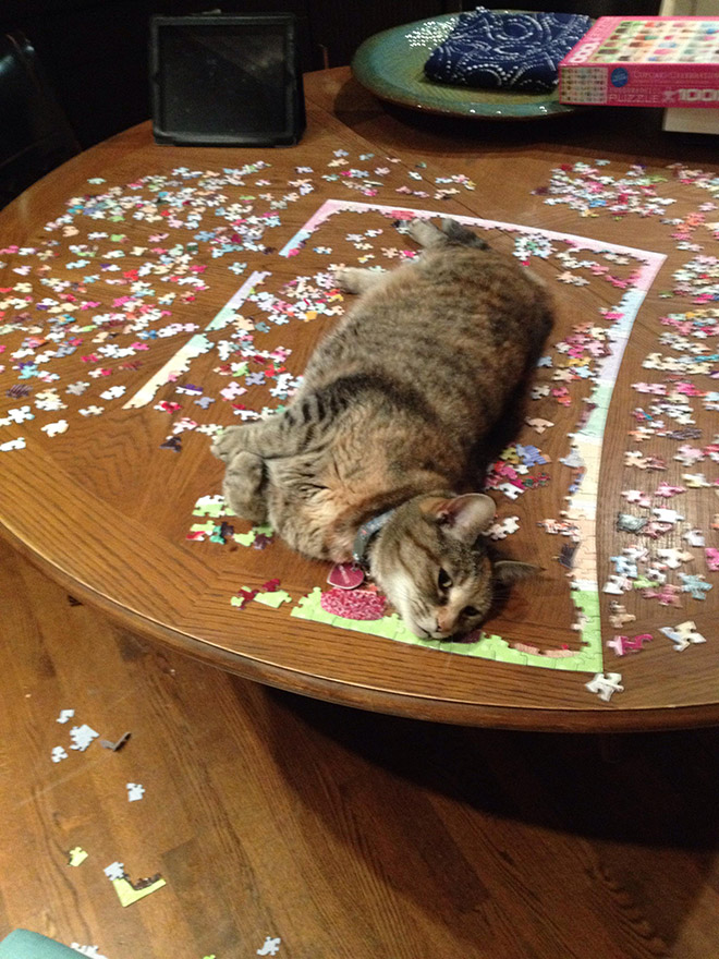 Cats vs. puzzles: mortal enemies.