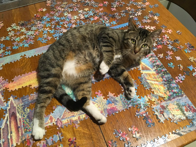 Cats vs. puzzles: mortal enemies.