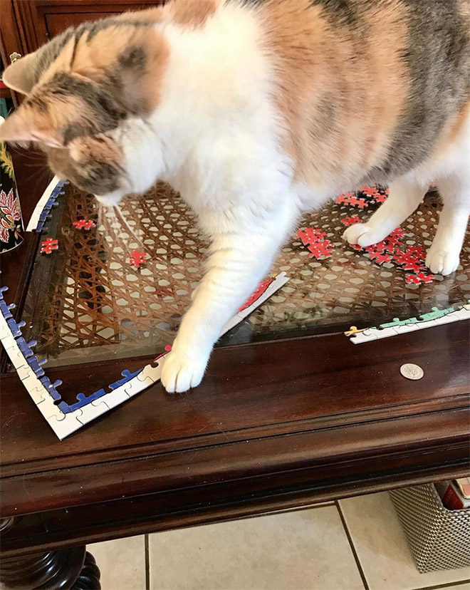 Cats vs. puzzles: mortal enemies.