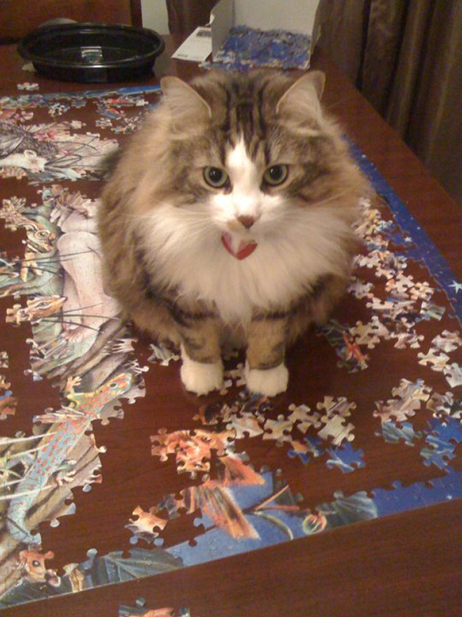 Cats vs. puzzles: mortal enemies.