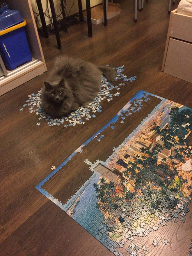 Cats vs. puzzles: mortal enemies.