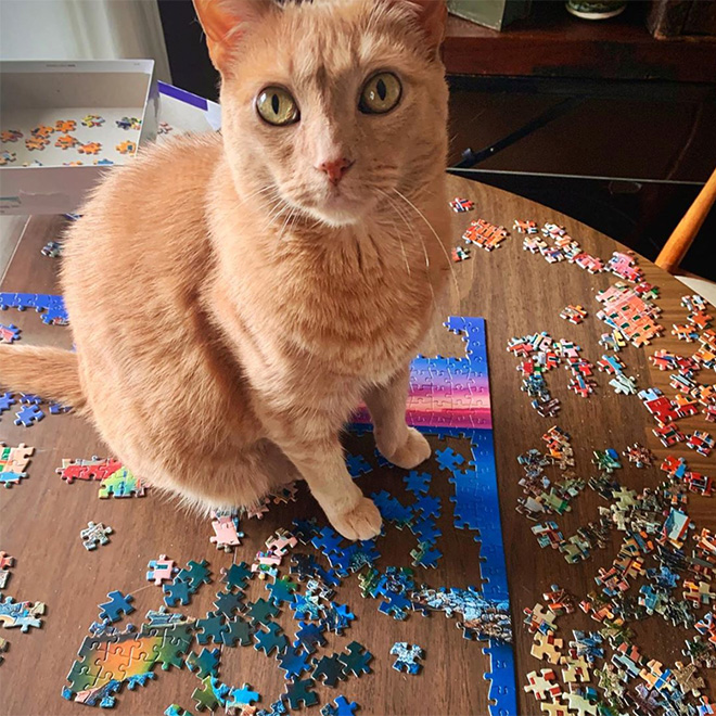 Cats vs. puzzles: mortal enemies.