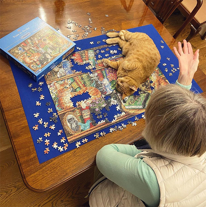 Cats vs. puzzles: mortal enemies.