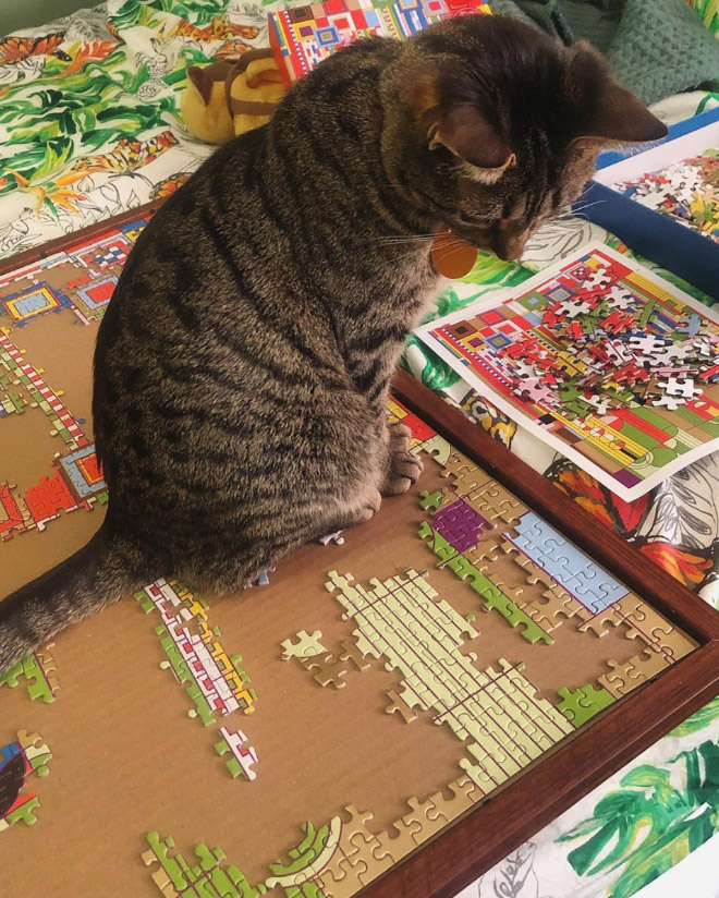 Cats vs. puzzles: mortal enemies.