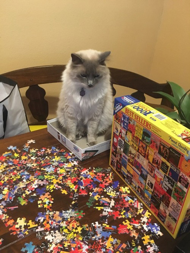 Cats vs. puzzles: mortal enemies.