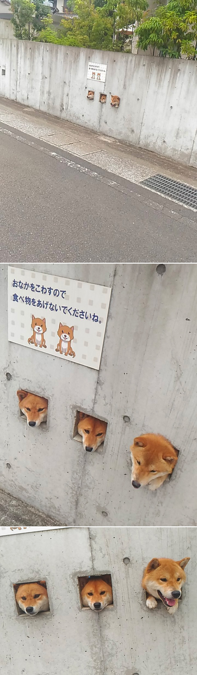 Fence with dog windows.