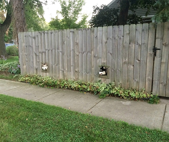 Dog fence windows.