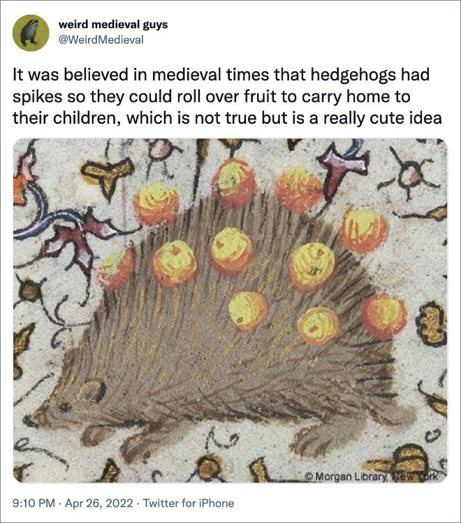 It was believed in medieval times that hedgehogs had spikes so they could roll over fruit to carry home to their children, which is not true but is a really cute idea