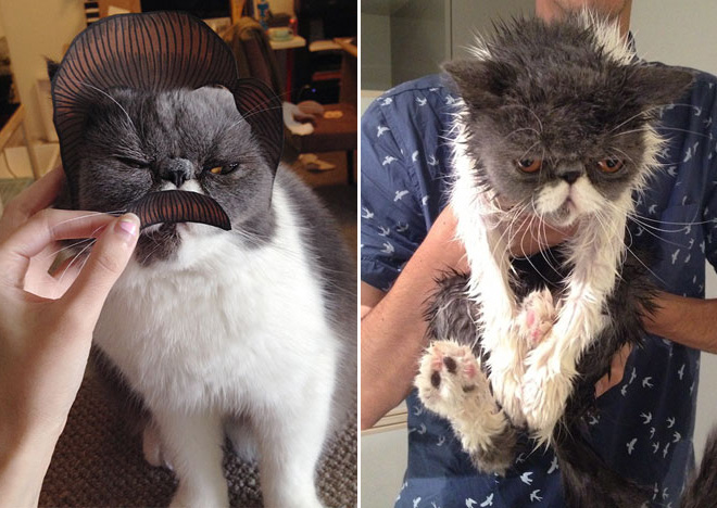 Cat before and after bath.