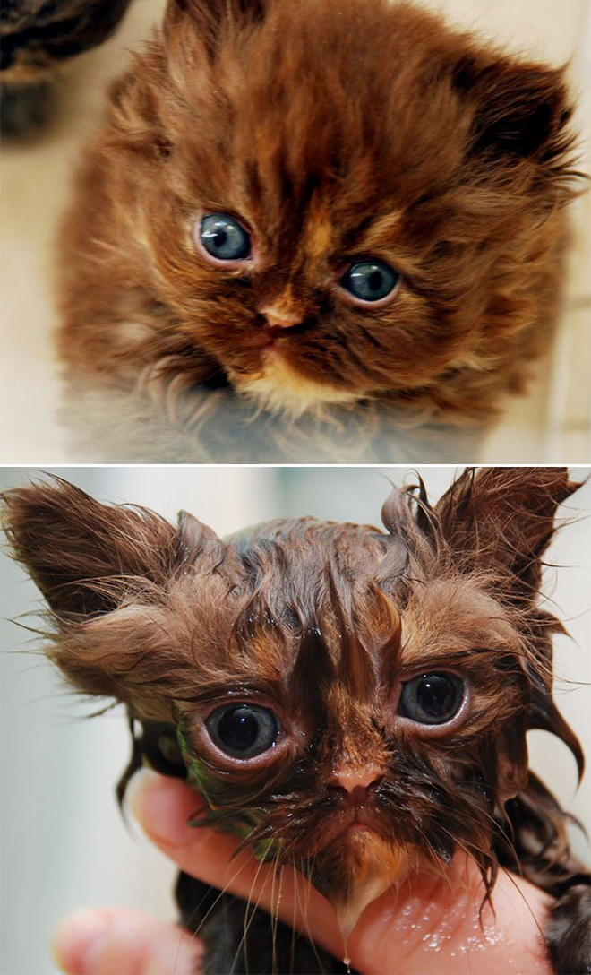 Cat before and after bath.