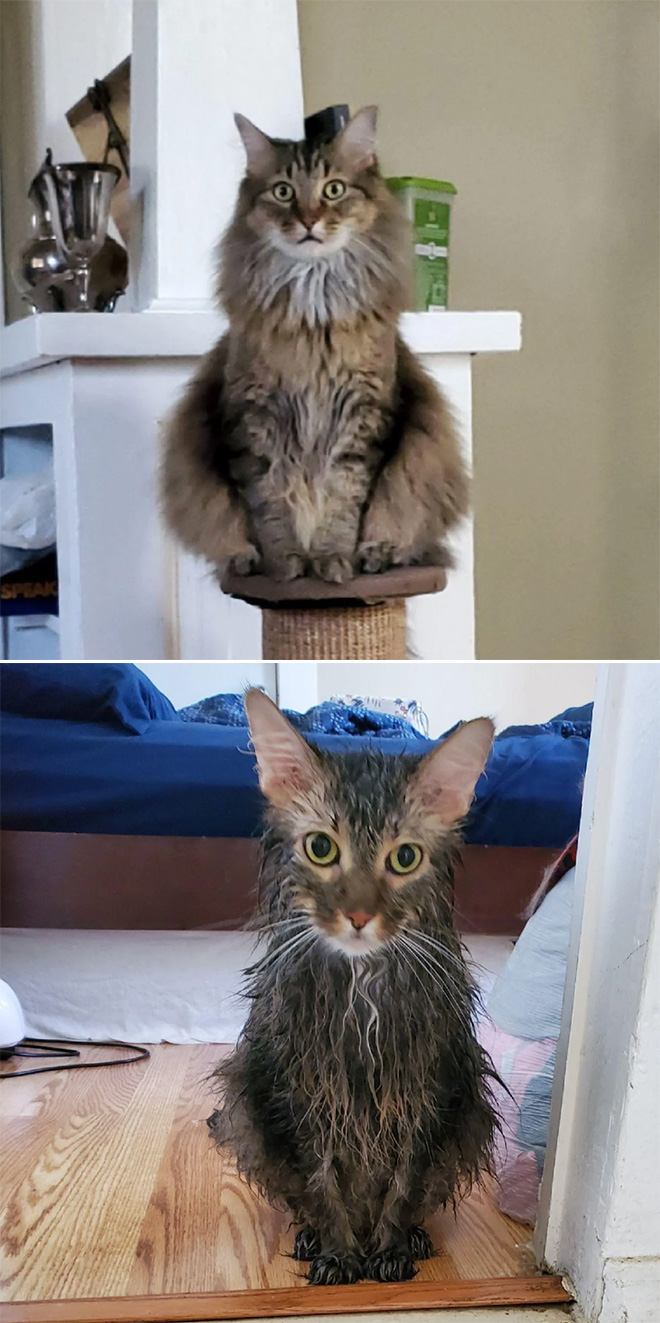 Cat before and after bath.