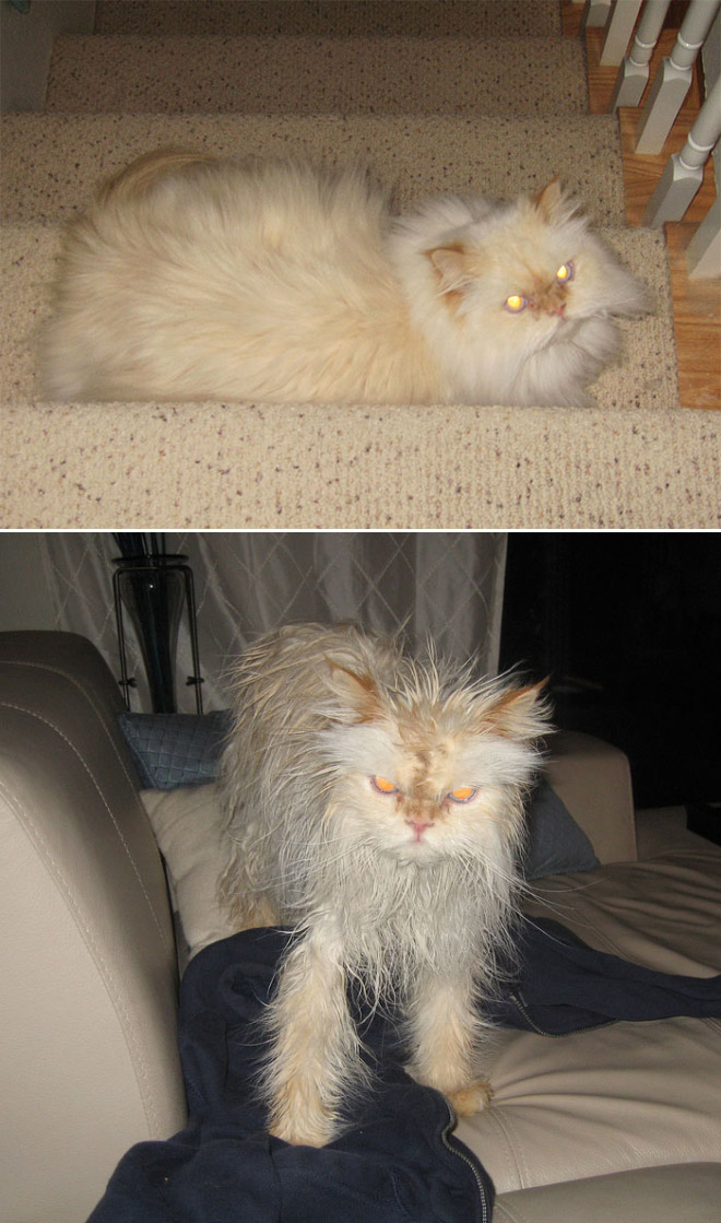 Cat before and after bath.