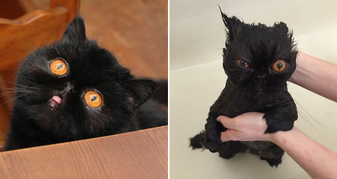 Cat before and after bath.