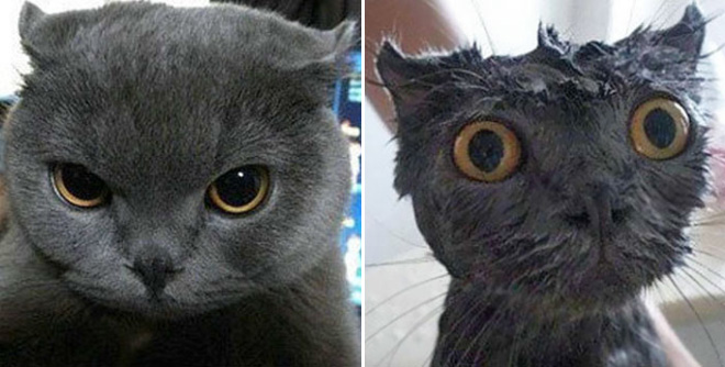 Cat before and after bath.