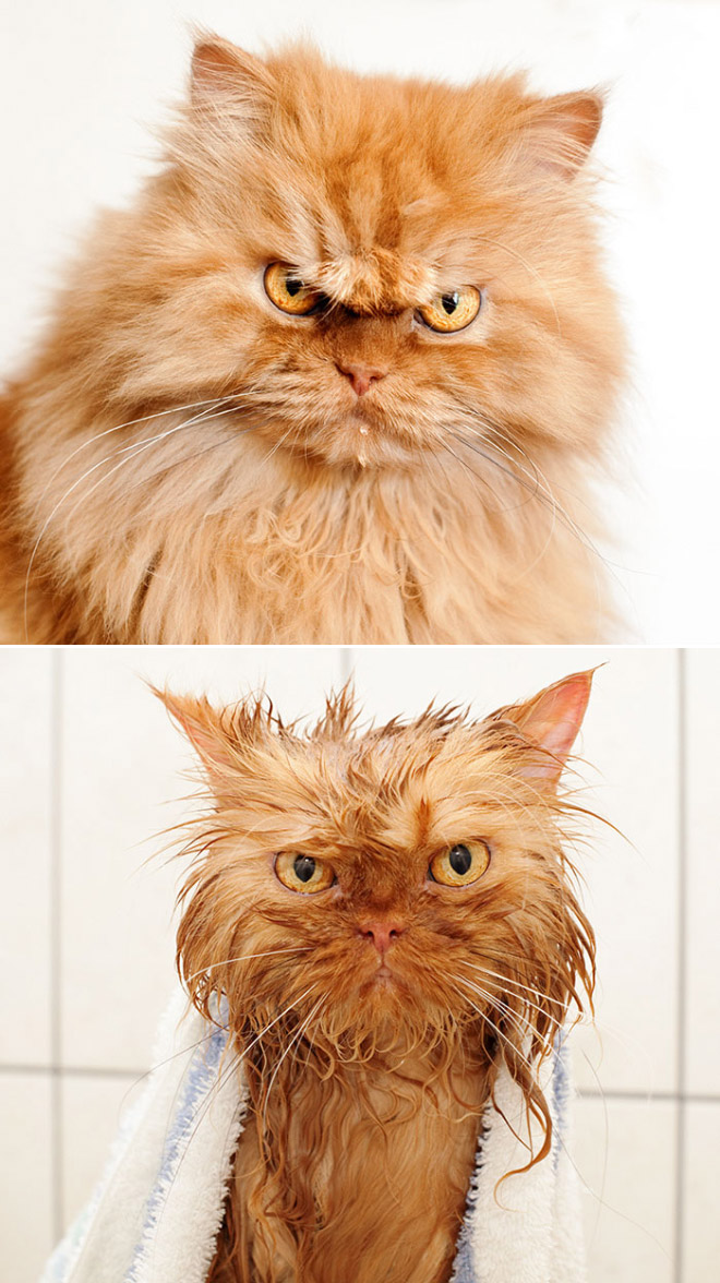 Cat before and after bath.