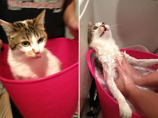 Cat before and after bath.