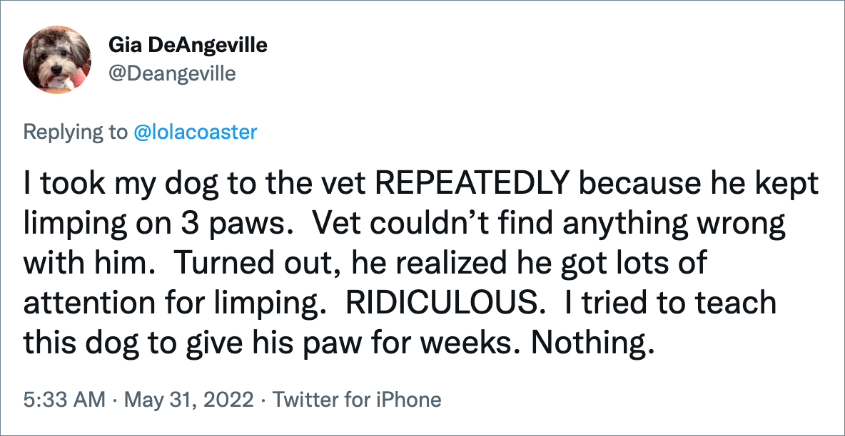 I took my dog to the vet REPEATEDLY because he kept limping on 3 paws. Vet couldn’t find anything wrong with him. Turned out, he realized he got lots of attention for limping. RIDICULOUS. I tried to teach this dog to give his paw for weeks. Nothing.