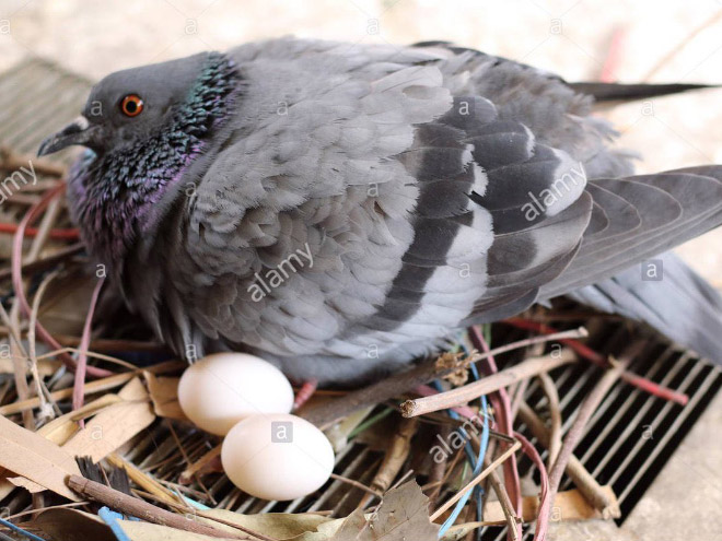 Pigeons are terrible at making nests.