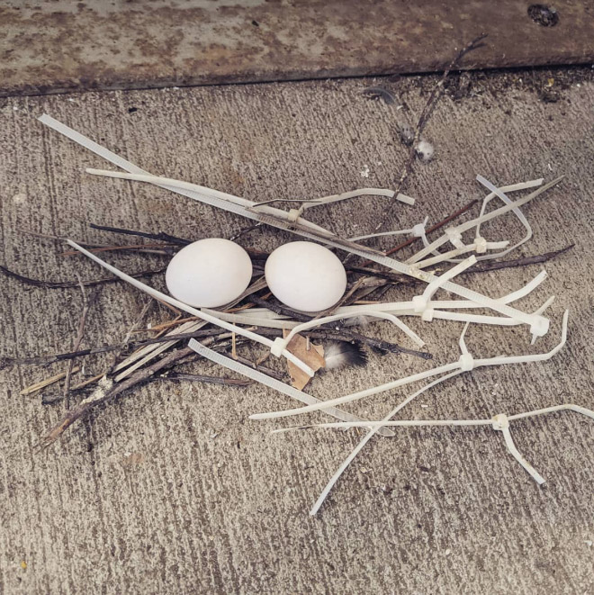 Pigeons are terrible at making nests.