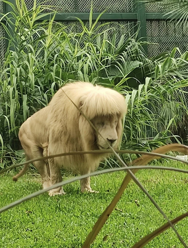 Lion with straight bangs.