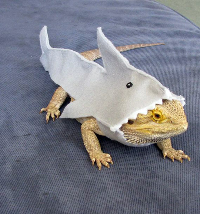 You Know What's Getting Popular? Lizard Costumes.