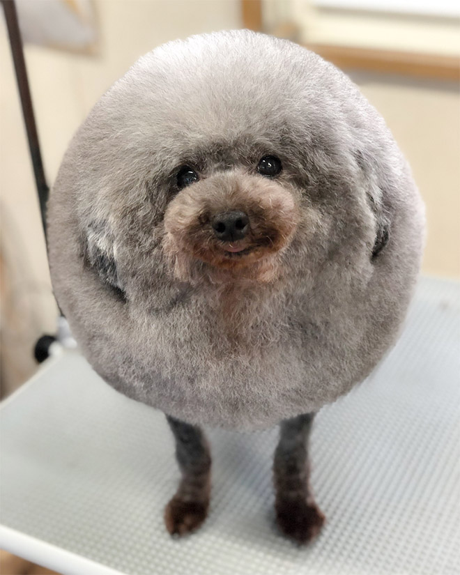 Round dog grooming.