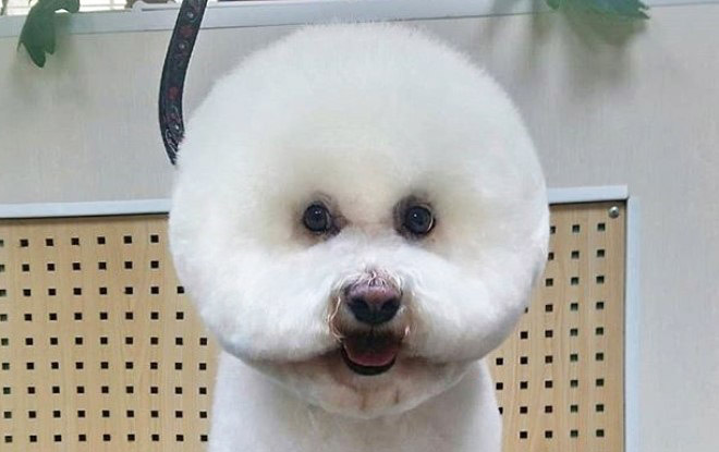 Round dog grooming.