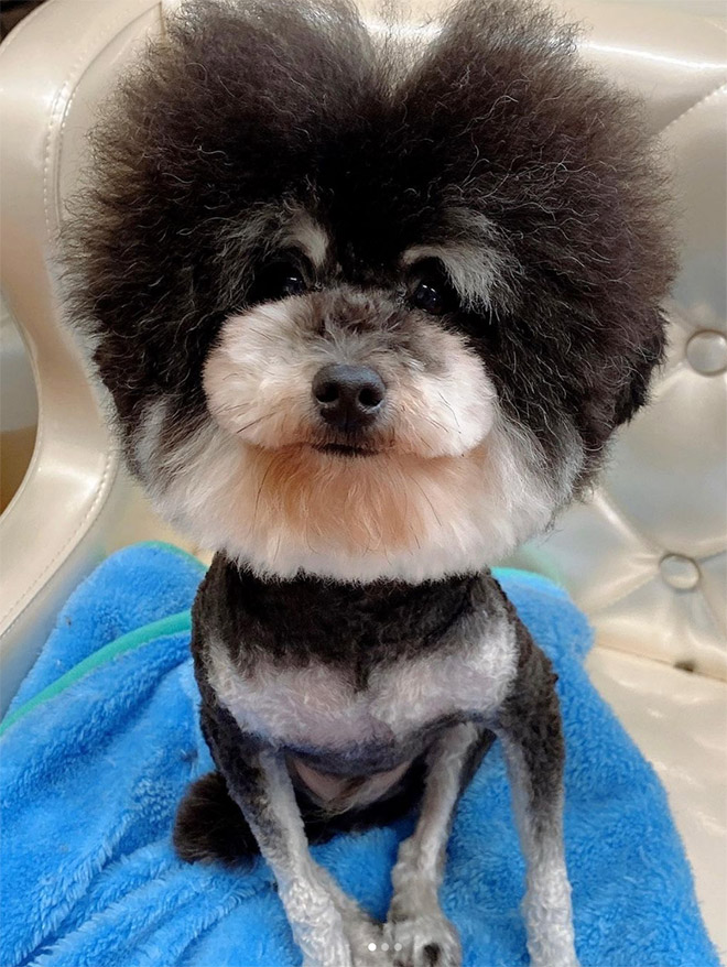 Round dog grooming.