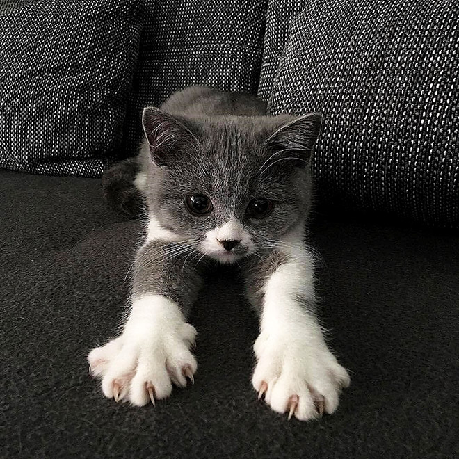 Murder mittens.