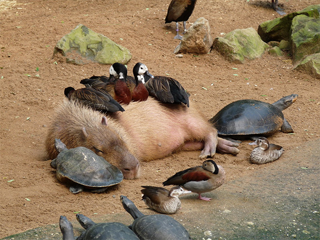 Capybaras are friendly with everyone!