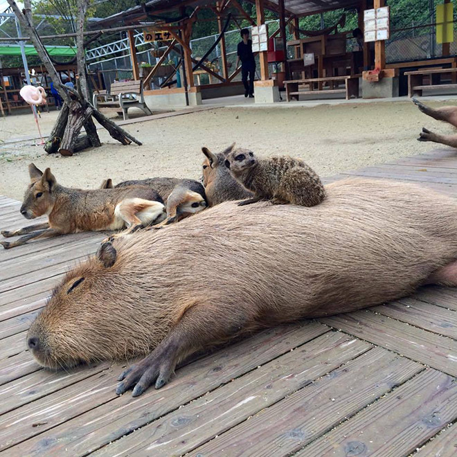 Capybaras are friendly with everyone!