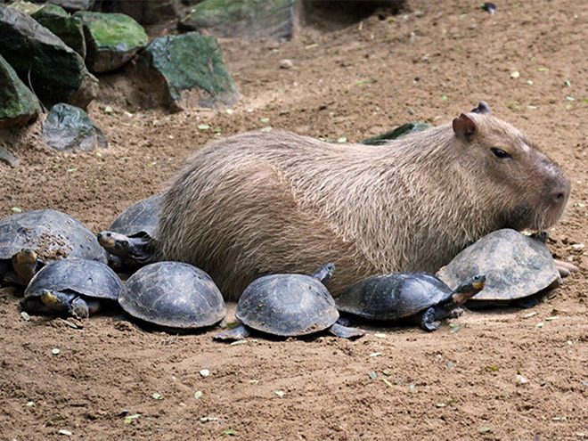 Meet the Capybaras: One of Earth's chillest animal