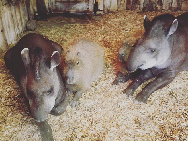 Capybaras are friendly with everyone!