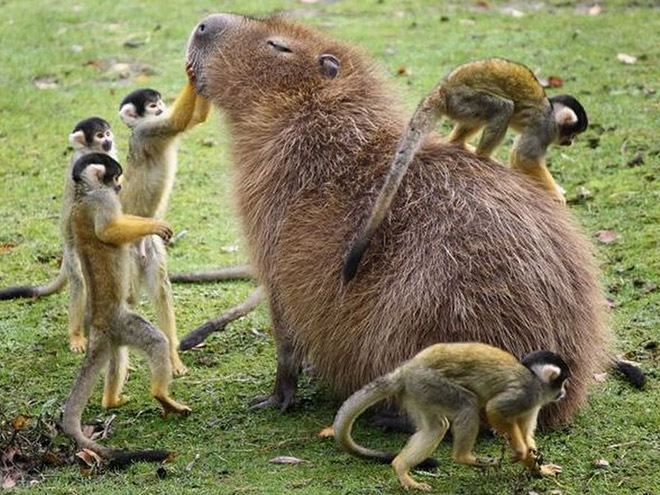 Capybaras are friendly with everyone!